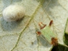 Phytocoris abeillei ?