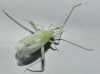 Phytocoris delicatulus