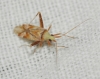 Phytocoris flammula
