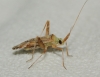 Phytocoris flammula