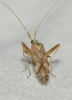 Phytocoris flammula