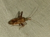 Phytocoris flammula