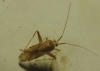 Phytocoris flammula