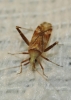 Phytocoris flammula