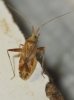 Phytocoris flammula