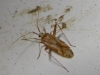 Phytocoris flammula