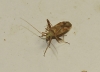 Phytocoris flammula