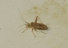 Phytocoris flammula
