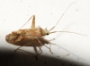 Phytocoris flammula