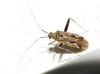 Phytocoris juniperi