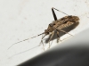 Phytocoris juniperi