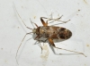 Phytocoris minor