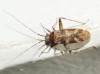 Phytocoris minor