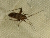 Phytocoris minor