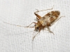 Phytocoris minor