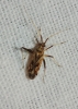 Phytocoris obliquus