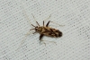 Phytocoris obliquus