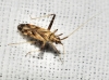 Phytocoris obliquus
