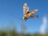 Phytocoris sp.