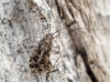 Phytocoris sp.