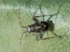 Phytocoris sp.