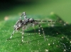 Phytocoris sp.