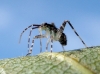 Phytocoris sp.