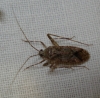 Phytocoris sp.