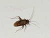 Phytocoris sp.