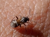 Pilophorus cinnamopterus