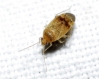 Psallus sp.