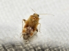 Psallus sp.