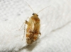 Psallus sp.