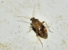 Psallus sp.