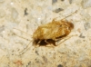 Psallus sp.