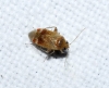 Psallus cf. varians