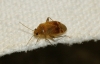 Psallus sp.