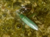 Stenodema laevigata