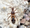Systellonotus cf. championi
