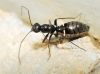 Systellonotus cf. thymi