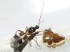 Systellonotus cf. weberi