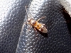 Systellonotus cf. weberi