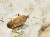 Tinicephalus sp.