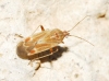 Tinicephalus sp.