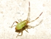 aff. Europiella sp.