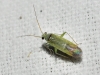 aff. Platycranus sp.