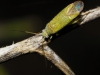 aff. Platycranus sp.