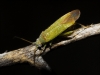 aff. Platycranus sp.