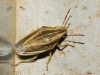 Aelia acuminata