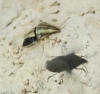 Aelia acuminata
